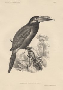 Selenidera Spectabilis、Bowen and Co.によるlitho、1850 作： Otto Koehler