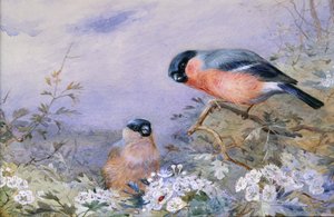 花の中でウソのつがい 作： Otto Murray Dixon