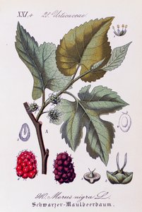 黒クワ (Morus nigra) の葉と果実、Otto Wilhelm Thome (1840-1925) 作 Flora von Deutschland, Österreich und der Schweiz (Flora of Germany, Austria and Switzerland) の作品 作： Otto Wilhelm Thome