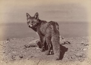 [キツネ]、1886年。 作： Ottomar Anschütz