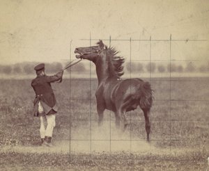 馬、1884年。 作： Ottomar Anschütz