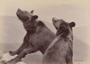[2 つのクマ]、1889 年。 作： Ottomar Anschütz