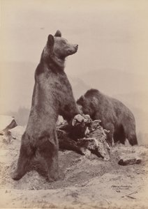 [Two Bears], 1889.    1208932   ja       japanese Successfully Translated  Original: The meeting of Diogenes of Sinope and Alexander the Great, 1784. Translat: The meeting of Diogenes of Sinope and Alexander the Great, 1784. 1159629 ja japanese Successfull 作： Ottomar Anschütz
