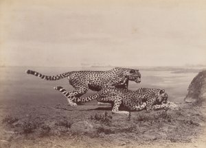 [2 頭のチーター]、1888 年。 作： Ottomar Anschütz
