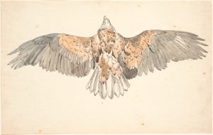 羽を広げたノスリの死骸 作： P.C. Skovgaard