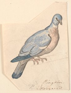 リング鳩。 作： P.C. Skovgaard