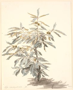 小さな栗の木の研究 作： P.C. Skovgaard