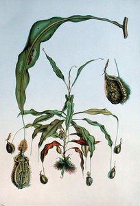 Nepenthes Hookeriana、E.Alphanoの「Les Promenades de Paris」からの植物図版、L.Stroobantの彫刻、1867-73年頃（カラーリトグラフ）。 作： P. (after) Lambotte