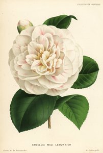 ツバキ ハイブリッド、マダム レモニエ、ツバキ ジャポニカ。 P. de Pannemaeker による Chromolithograph、ブリュッセルの Jean Linden の l