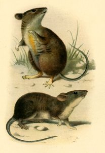 セント。 キルダ マウス」、1899 年、1943 年。 作： P. J. Smit