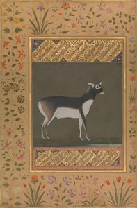 ブラック バック、シャー ジャハーン アルバムのフォリオ、直訳: 約 . 1615-20、裏面: 約。 1530-50。