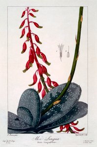 アロエタン、パブ。 1836年。 作： Panacre Bessa