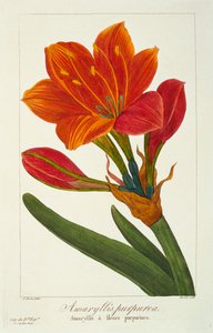 アマリリス・パープレア、パブ。 1836年。 作： Panacre Bessa