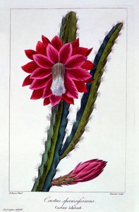 サボテン、パブ。 1836年。