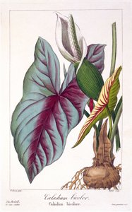 カラジウム バイカラー、パブ。 1836年。 作： Panacre Bessa