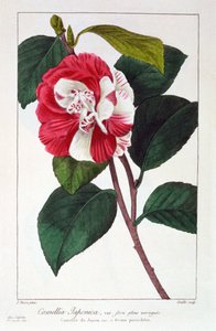 ツバキ ジャポニカ、パブ。 1836年。