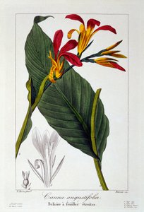 カンナまたはインディアン ショット フラワー、パブ。 1836年。 作： Panacre Bessa
