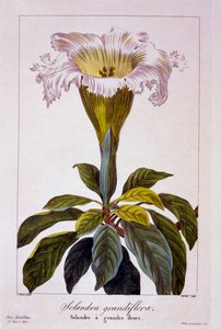 Chalice Vine、パブ。 1836年。