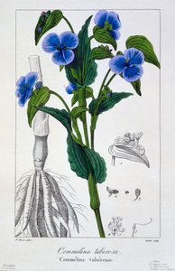 コンメリーナ チュベロサ、パブ。 1836年 作： Panacre Bessa