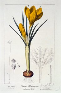 クロッカス・マエシアクス、1836年。 作： Panacre Bessa