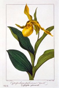 Cypripedium、パブ。 1836年。 作： Panacre Bessa