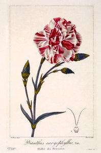 Dianthus caryophyllus、パブ。 1836年。 作： Panacre Bessa