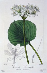 ユーリクル・コロナータ、パブ。 1836年。 作： Panacre Bessa