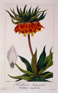 バイモ、パブ。 1836年