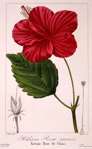 ハイビスカス: H. rosa-sinensis、パブ。 1836年。 作： Panacre Bessa