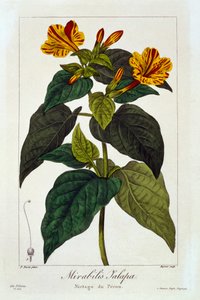 Ipomea Purga,  pub. 1836. 作： Panacre Bessa