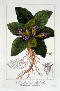 Mandrake: Mandragora officinarum、パブ。 1836年 作： Panacre Bessa