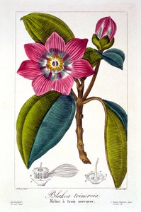 メリエ、パブ。 1836年。 作： Panacre Bessa