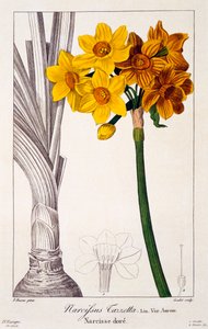 水仙タゼッタ、パブ。 1836年。 作： Panacre Bessa