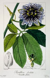 トケイソウ pedata またはパッション フラワー、パブ。 1836年。 作： Panacre Bessa
