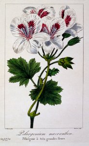 ペラルゴニウム マクランソン、パブ。 1836年。 作： Panacre Bessa