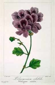 ペラルゴニウム、パブ。 1836年。 作： Panacre Bessa