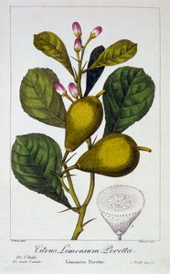 ペレッタ レモン、パブ。 1836年。 作： Panacre Bessa
