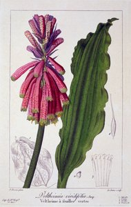 Veltheimia viridifolia、パブ。 1836年。 作： Panacre Bessa