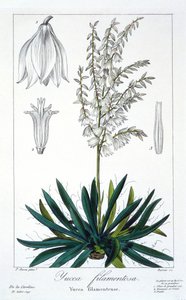 ユッカ フィラメントーサ、パブ。 1836年。