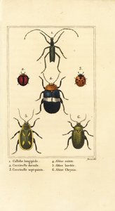 Callidium longipes 1、テントウムシ、Jauravia dorsalis 2、Coccinella septempunctata 3、ノミハムシ、Altica cincta 4、Altica emarginata 5、Altica chrysis 6 作： Pancrace (after) Bessa