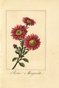 チャイナアスター、リーネマーガレット、Callistephus chinensis 作： Pancrace (after) Bessa