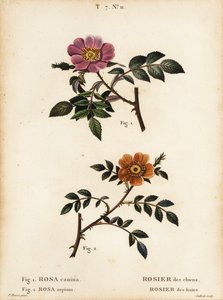 ドッグローズ、Rosa canina、Rosier des chiens 1、小葉のスイートブライアー、Rosa sepium、Rosa agrestis、Rosier des haies 2。 作： Pancrace (after) Bessa