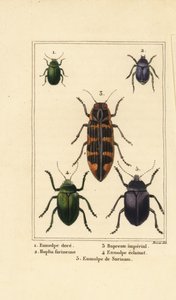 ドッグベインのカブトムシ、Chrysochus auratus 1、Hoplia argentea 2、バンクシアの宝石カブトムシ、Cyrioides imperialis 3、Eumolpus fulgidus 4、Eumolpus surinamensis 5 作： Pancrace (after) Bessa