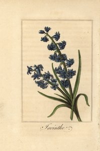 Hyacinth, jacinthe, Hyacinthus orientalis 作： Pancrace (after) Bessa