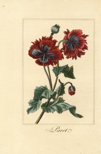 ケシの雑種、パボット、Papaver rhoeas 作： Pancrace (after) Bessa