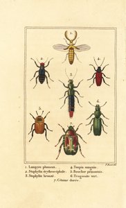 Lampyris beetle, rove beetle, Staphylinus erythropterus 2, Staphylinus species 3, Ampedus sanguineus 4, Silpha pedemonta 5, Temnoscheila virescens 6, and rose chafer, Cetonia aurata 7 作： Pancrace (after) Bessa