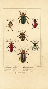 ハダカデバネズミ1、Aulacophora analis 2、Cyclotrypema furcata 3、Donacia vittata 4、ヒラタデバネズミCucujus clavipes 5、Pyrrhidium sanguineum 6、Chlorophorus varius 7 作： Pancrace (after) Bessa