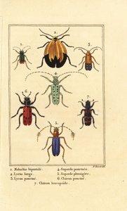 マラカイト・カブトムシ、Malachius bipustulatus 1、ネット・ウイング・カブトムシ、Lycus melanurus 2、Lycus punctatus 3、Saperda punctata 4、Saperda species 5、Trichodes octopunctatus 6、Trichodes apiarius 7 作： Pancrace (after) Bessa