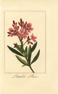 キョウチクトウ、ローリエローズ、Nerium oleander 作： Pancrace (after) Bessa