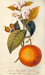 オレンジ、バロアの彫刻、1820年頃（彩色済み彫刻） 作： Pancrace (after) Bessa